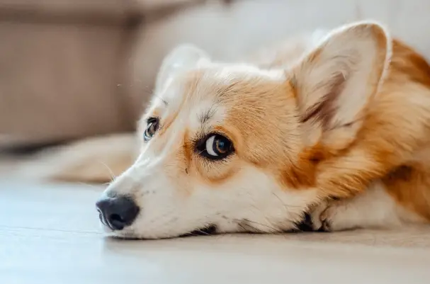 Corgi_puppy_eyes.jpeg