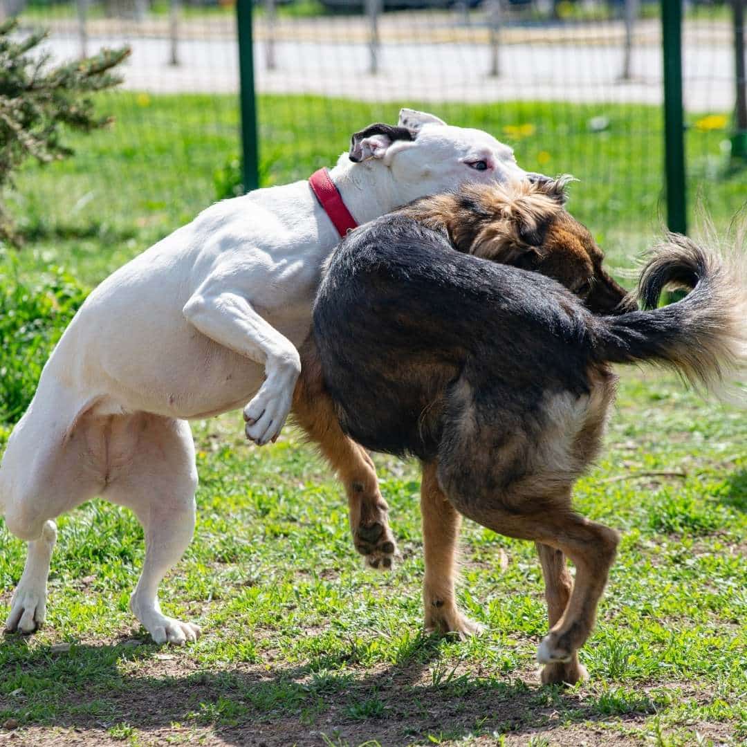 pitbull_attacked_dog_in_park.jpeg