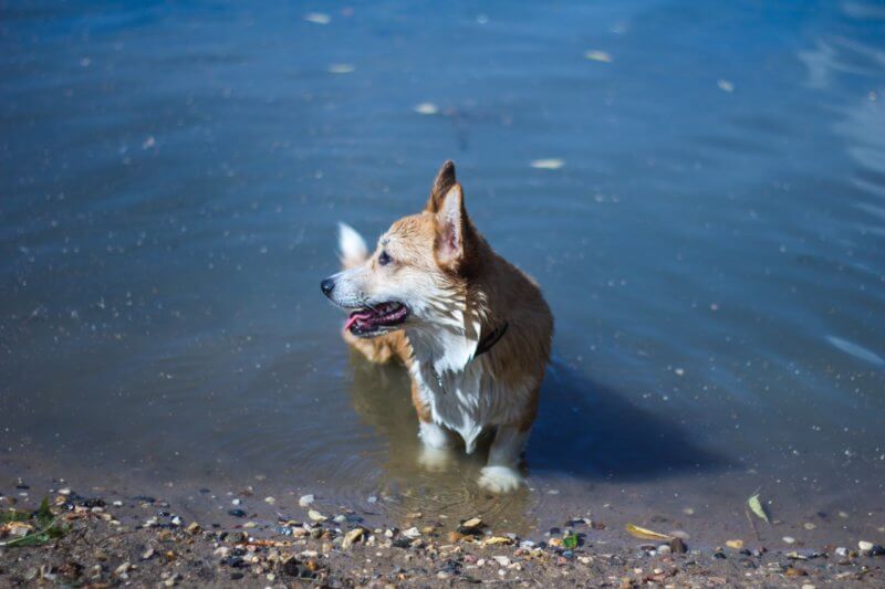 corgi_swimming_in_waterjpeg