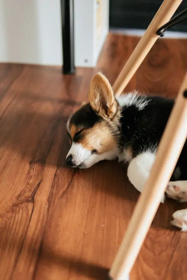 corgi_sleeping_on_floor.jpeg