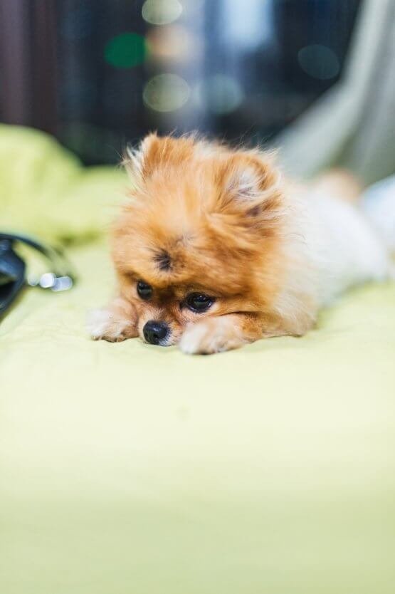 pomeranian_dog_on_bed.jpeg