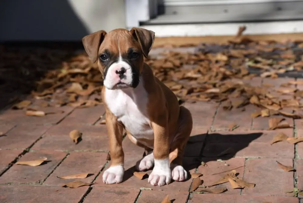 boxer_dog_puppy.jpeg