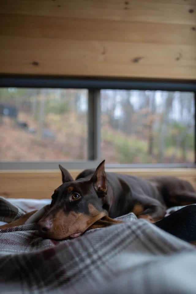 doberman_laying_on_bed.jpeg