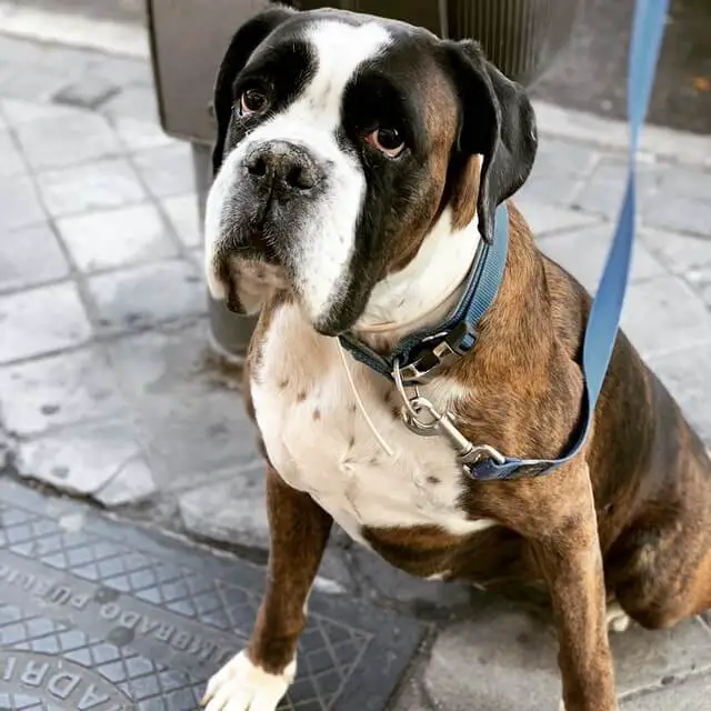 boxer_dog_waiting_his_owner.jpeg