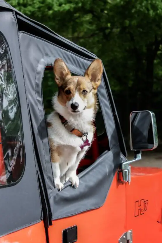 corgi_in_car.jpeg