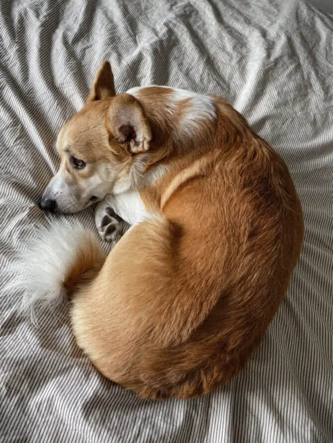 corgi_with_long_tail.jpeg