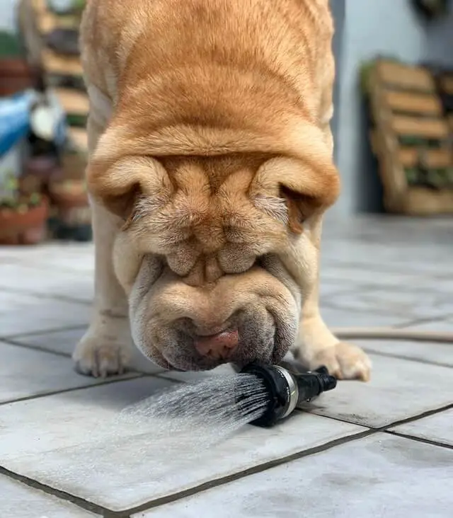 Shar_Pei_Dog_drinking_water.jpeg