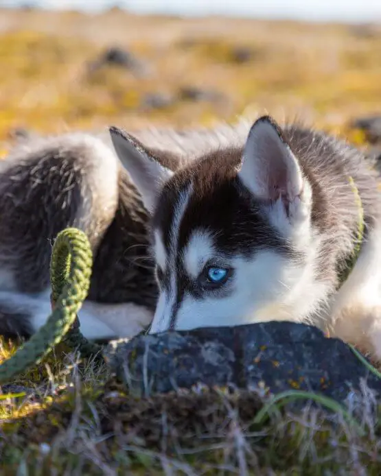 huskey_in_nature.jpeg