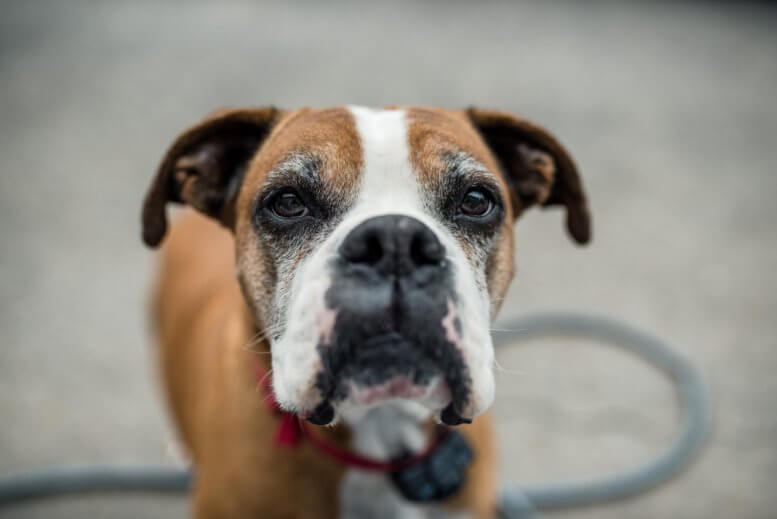 boxer_dog_waiting_to_play.jpeg