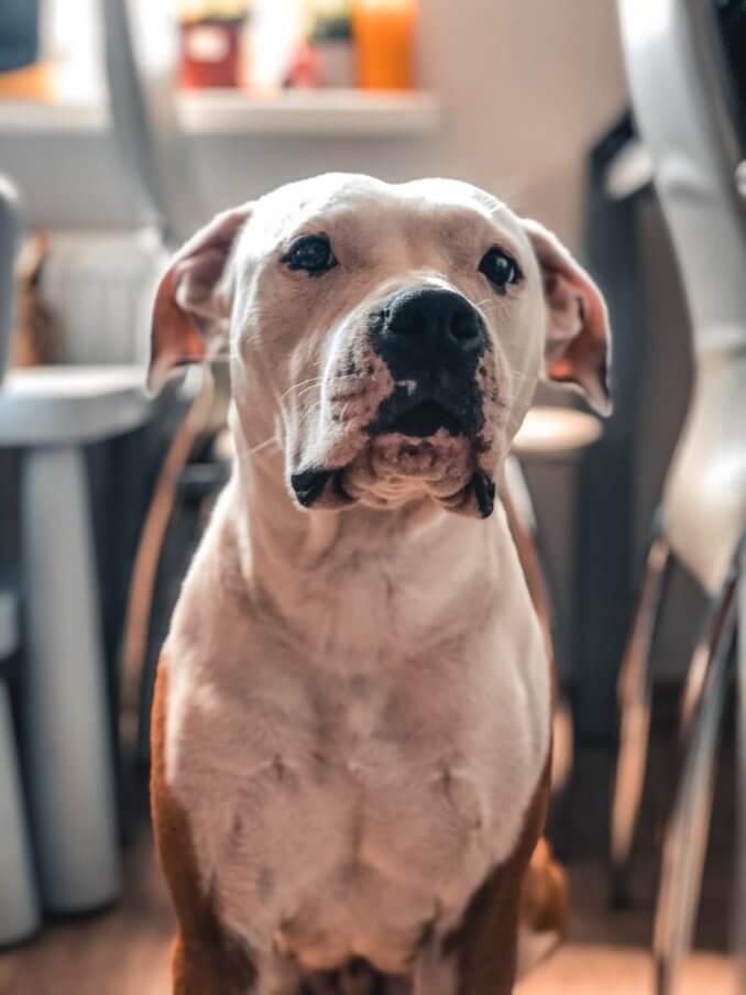 pitbull_ready_to_attack.jpeg