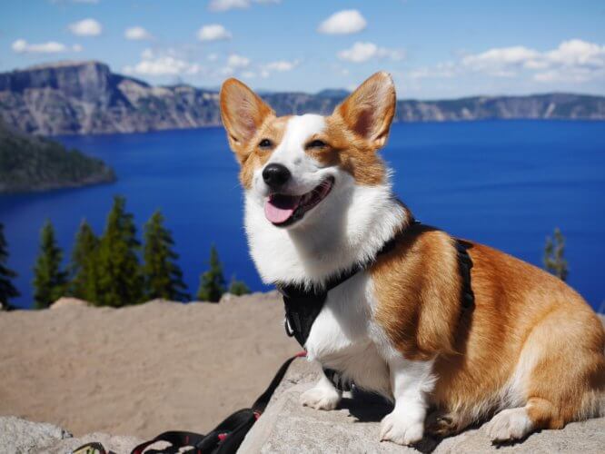 corgi_walk.jpeg