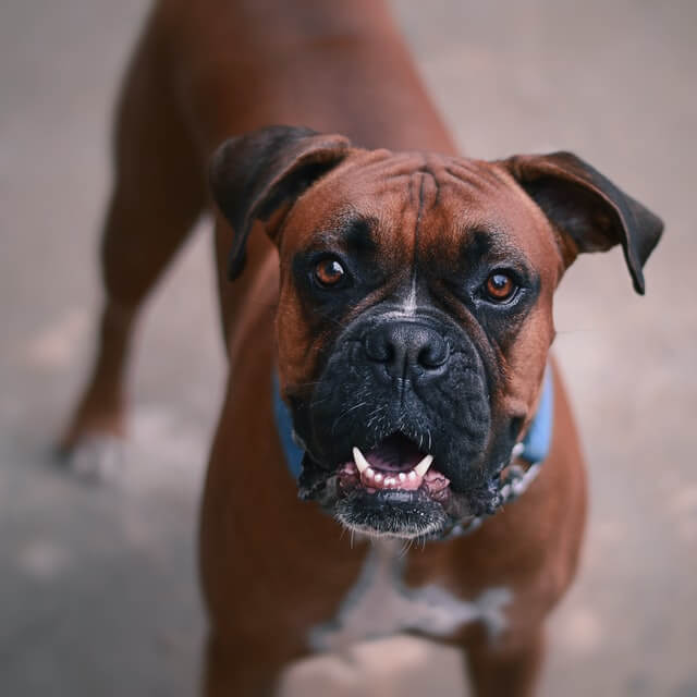 brown_boxer_dog.jpeg