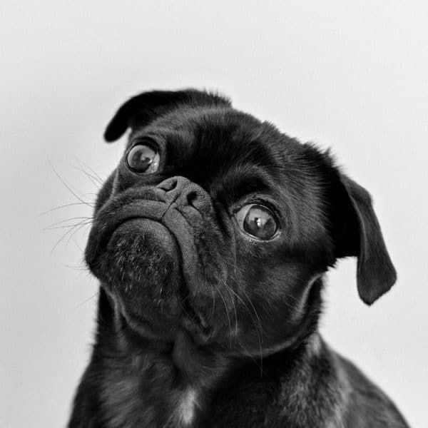 black_pug.jpeg