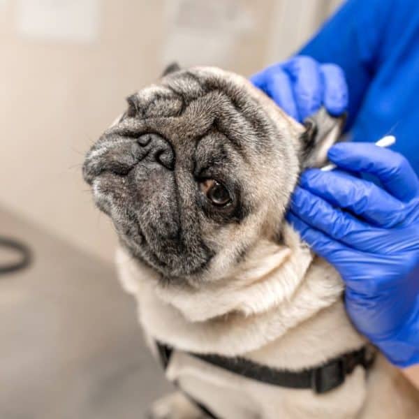 vet_cleaning_pugs_ears.jpeg