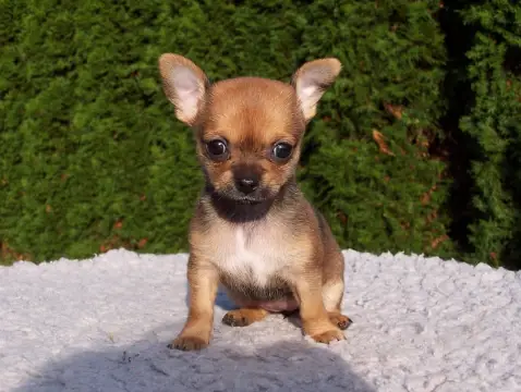 chihuahua_puppy.jpeg