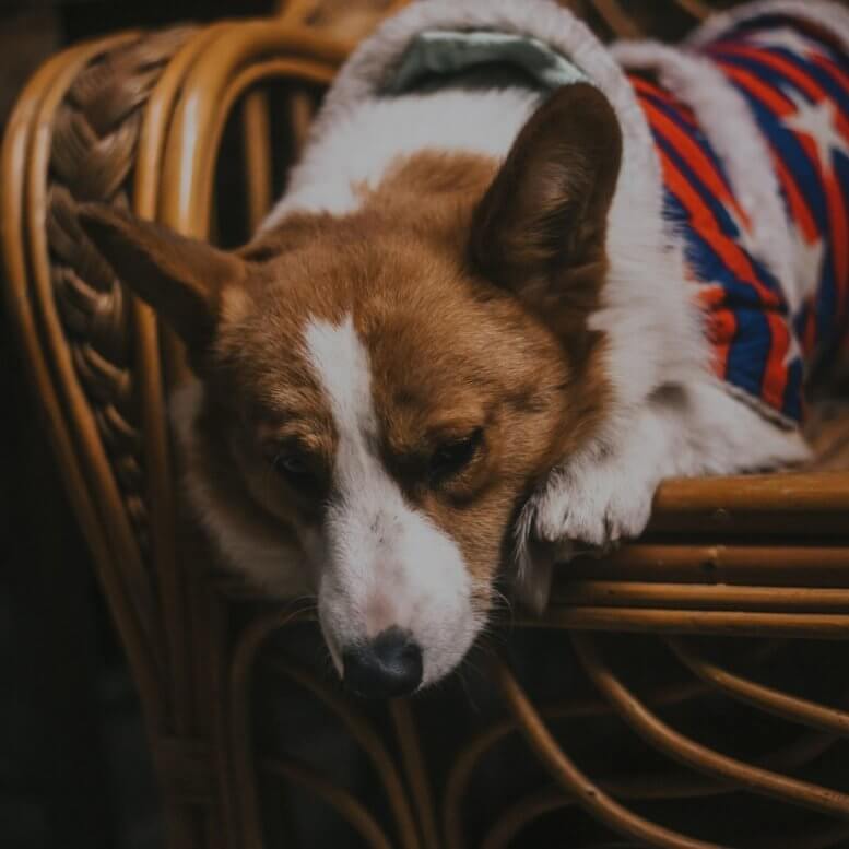 Corgi_sleeping_on_chair.jpeg