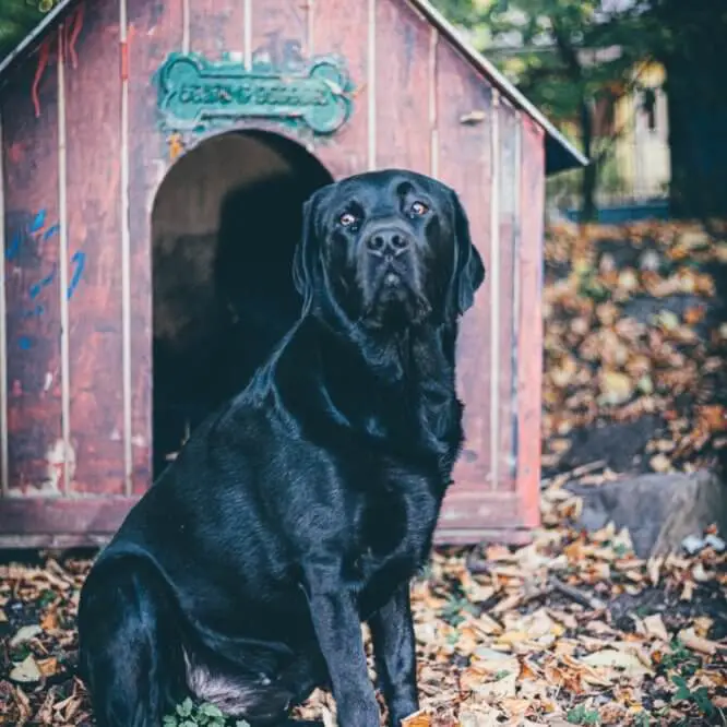 labrador_near_dog_house.jpeg