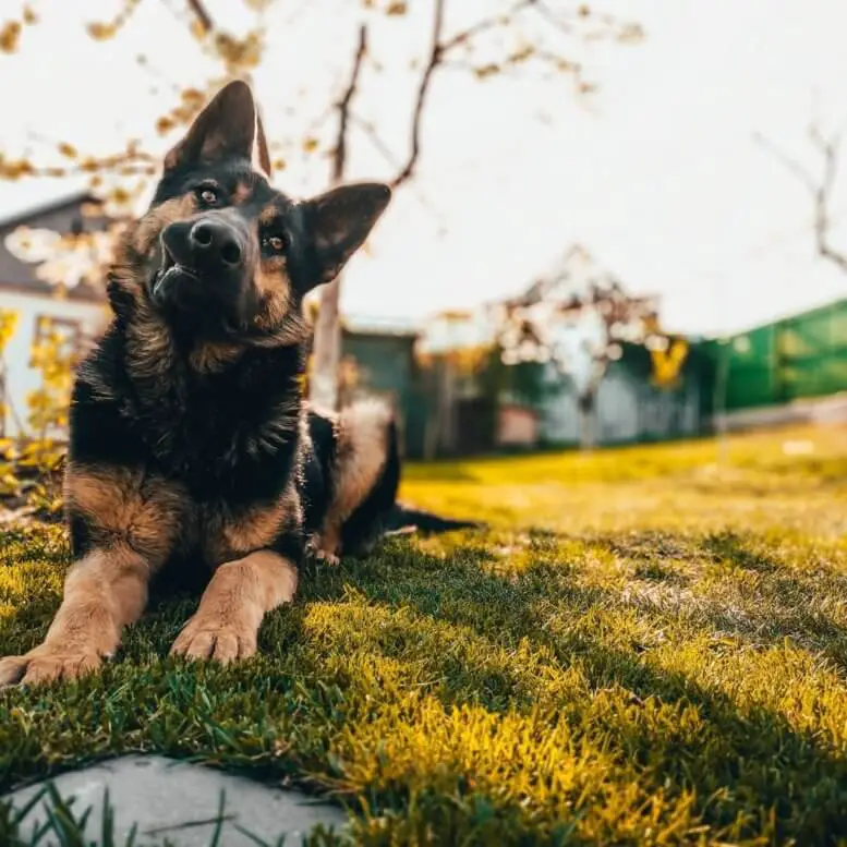 German_shepherd_in_yard.jpeg