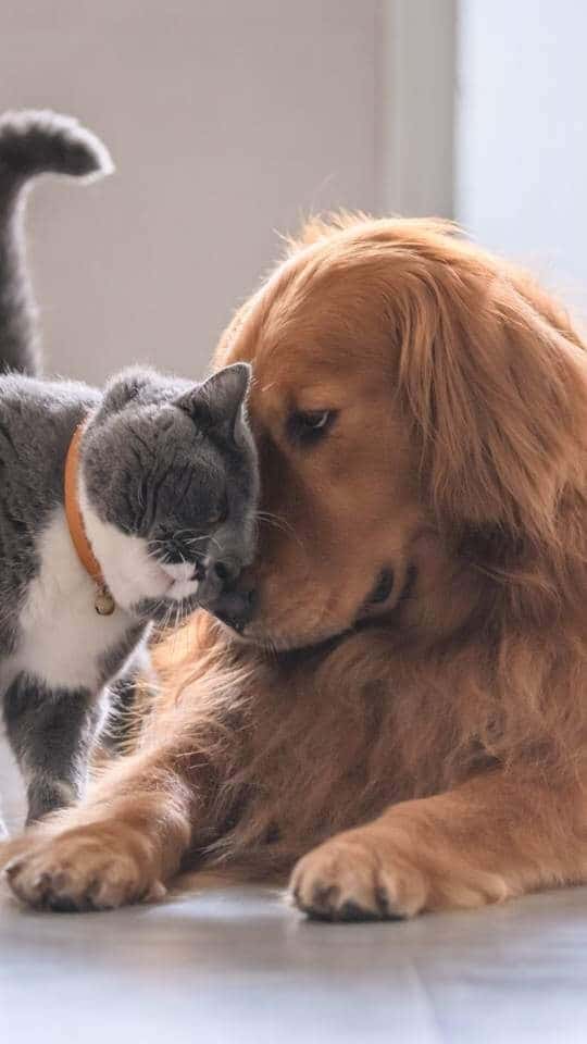 Can Dog Mate With Cat and Have An Offspring? (You Won't Believe)