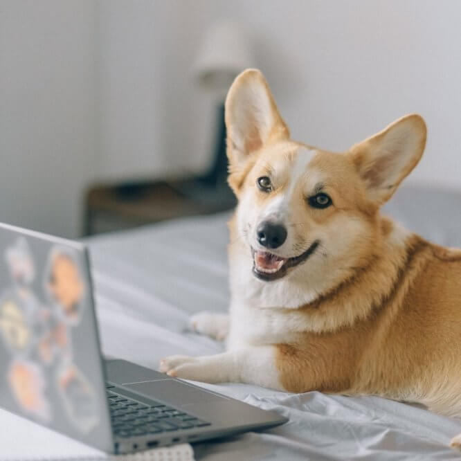 corgi_in_living_room.jpeg