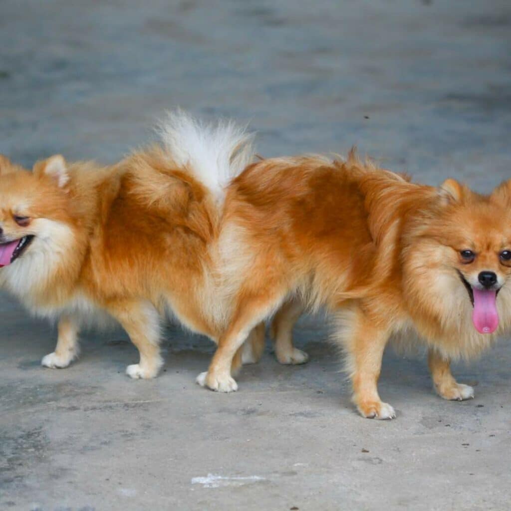 pomeranian dogs