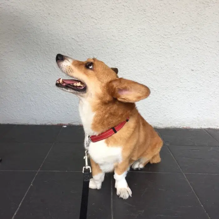 walk_with_a_corgi.jpeg