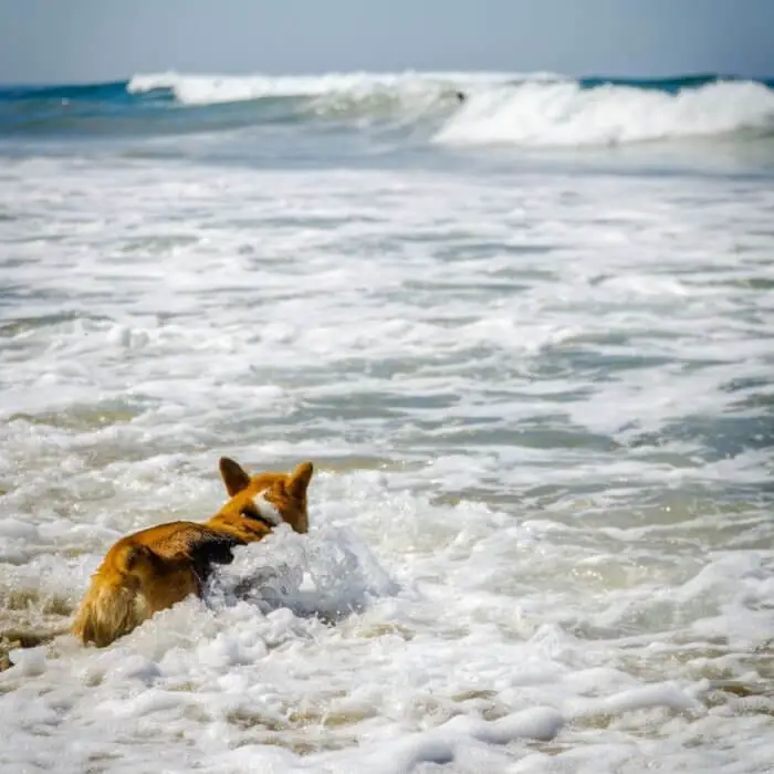 corgi_in_ocean.jpeg