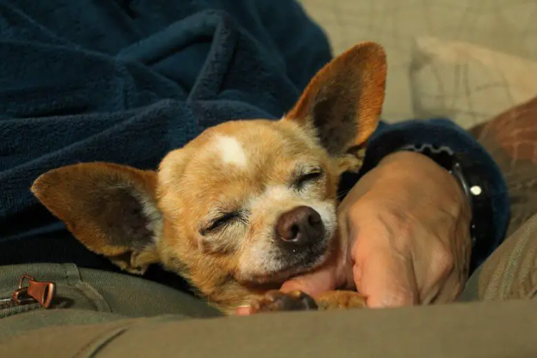 Chihuahua_sleeping.jpeg