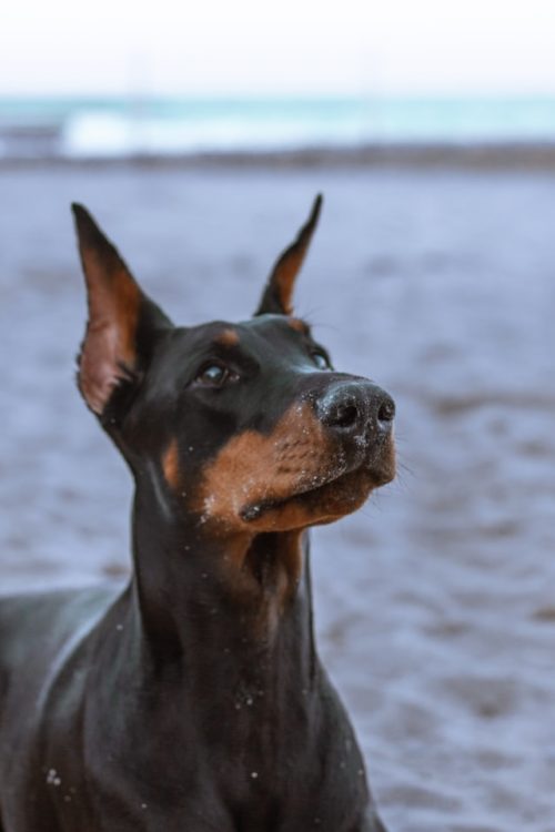 doberman_with_straight_ears.jpeg