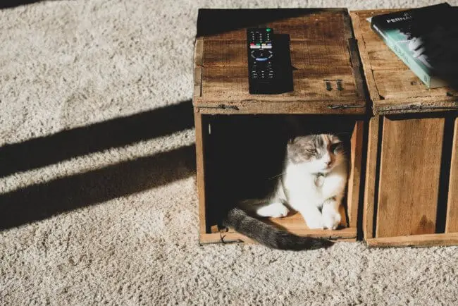 cat_under_desk.jpeg