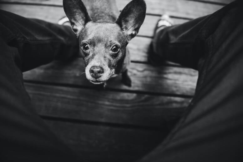 Chihuahua_looking_at_human.jpeg