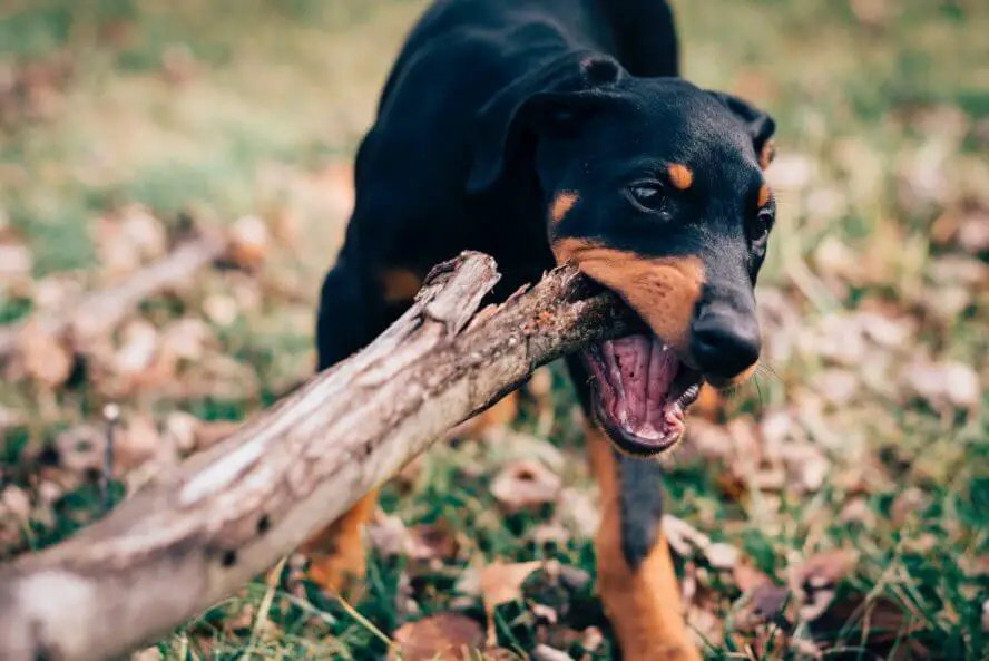 doberman_playing_in_garden.jpeg