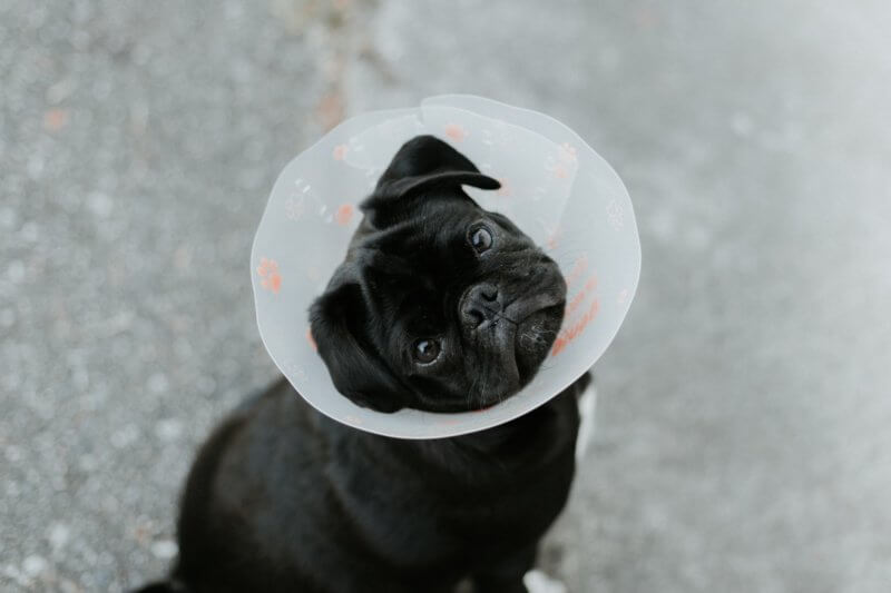 pug_with_cone.jpeg