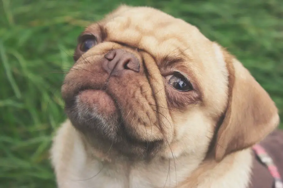 brown_pug.jpeg