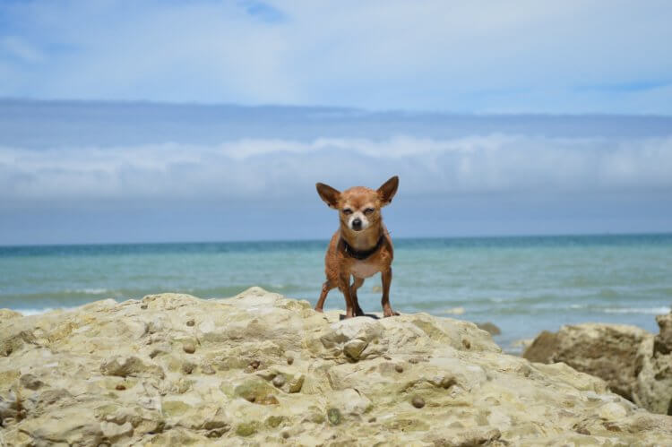 Chihuahua_in_sea.jpeg