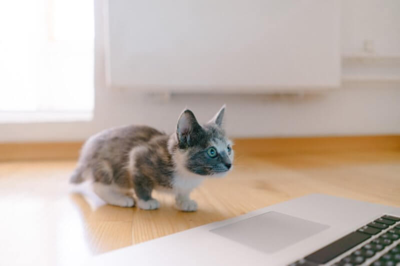 small_cat_near_corgi.jpeg