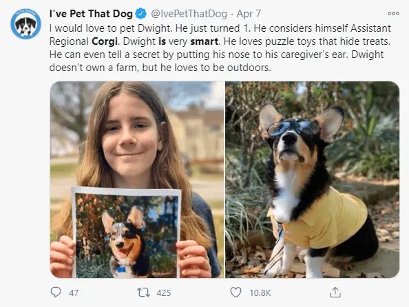 tweet_smart_corgi.jpeg