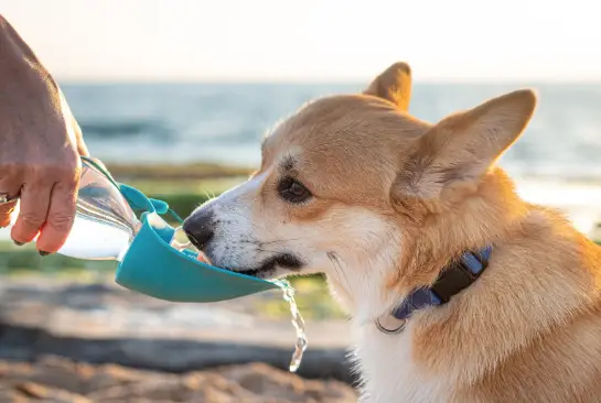 dog_drinking_water.jpeg