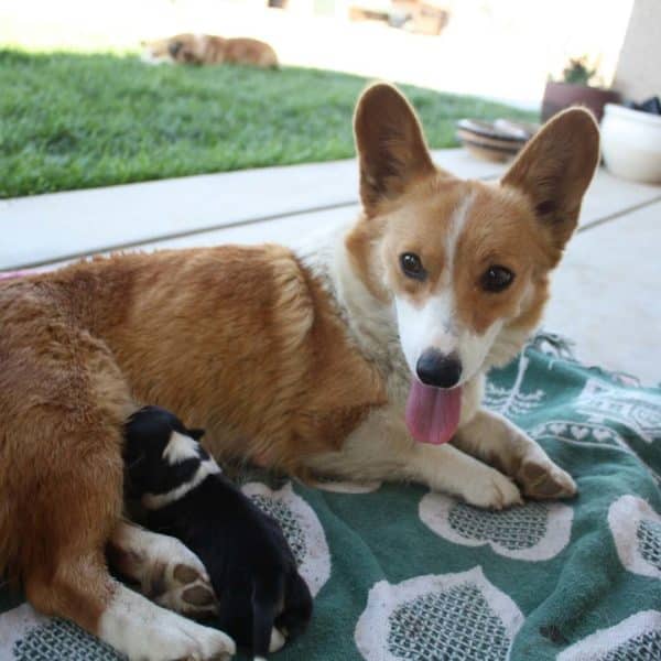 corgi_puppies.jpeg