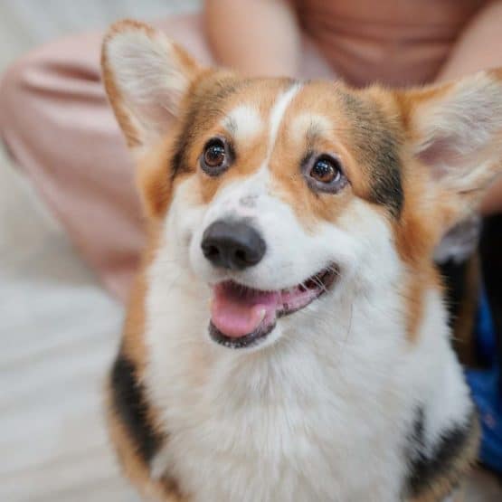 corgi_with_floppy_ears.jpeg