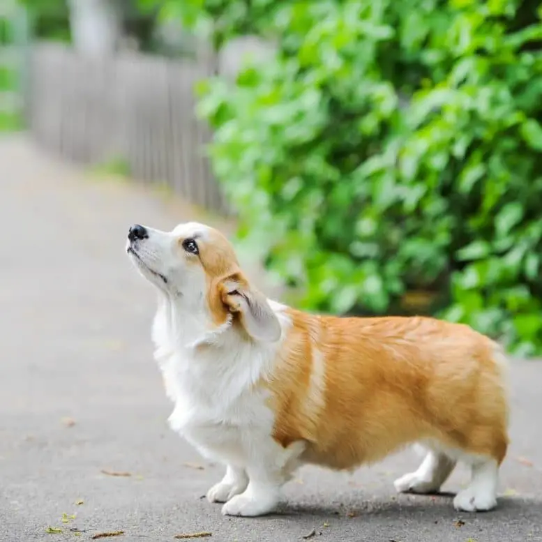 adult_corgi_with_floppy_ears.jpeg