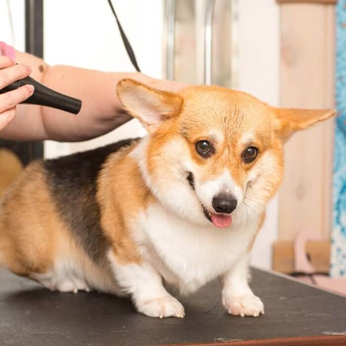 corgi_grooming.jpeg