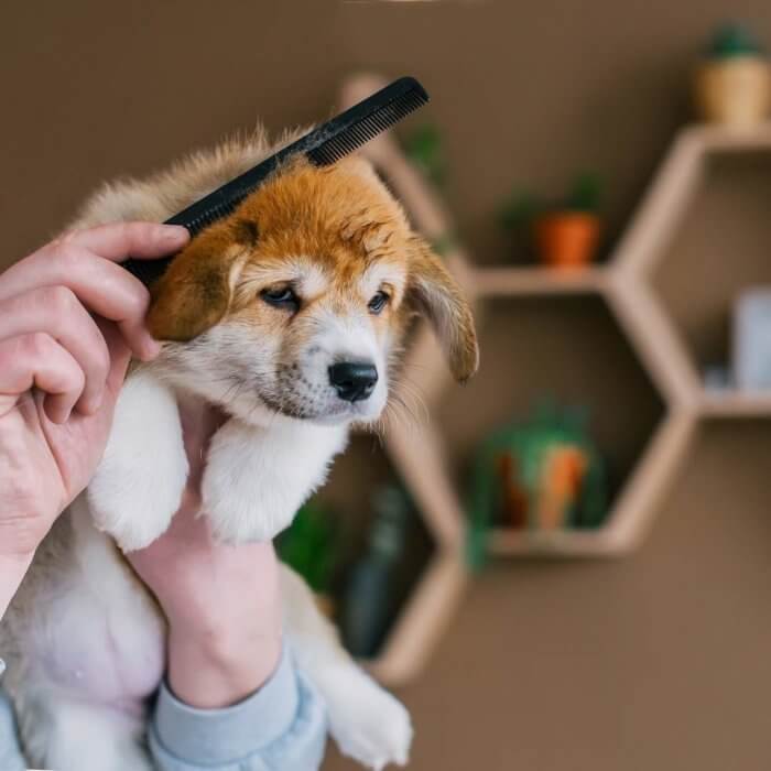 corgi_puppy_grooming.jpeg