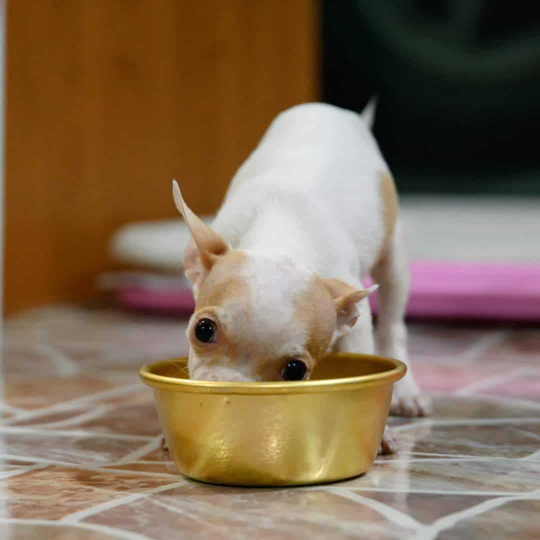 chihuahua_eating_eggs.jpeg