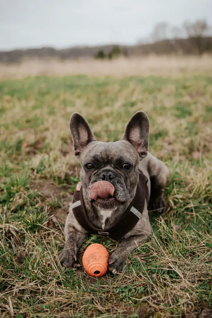 dog_playing_with_toy.jpeg