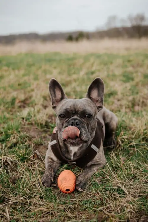 dog_playing_with_toy.jpeg