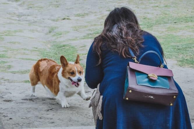 corgi_attack_women.jpeg