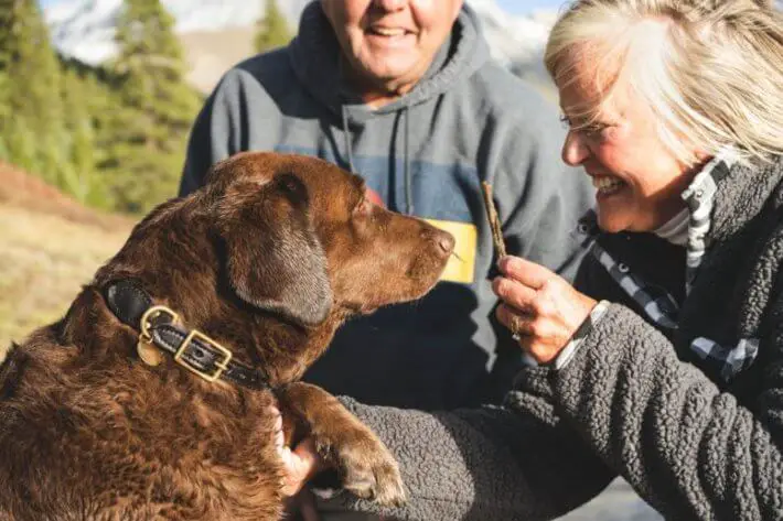 Can Dogs Eat Goji Berries? What Dog Owners Should Consider First?