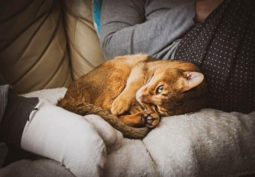 cat_scratching_leather_sofa.jpeg