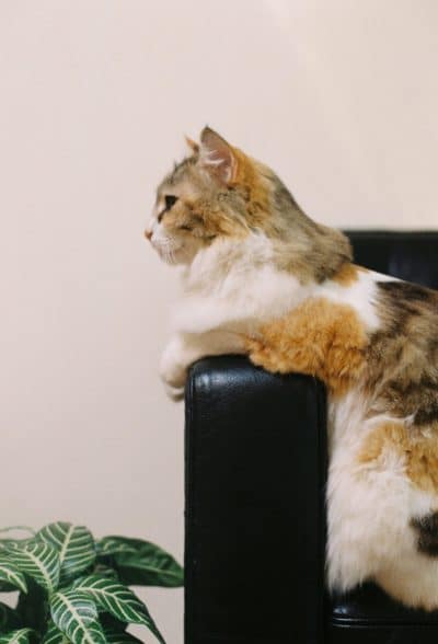 Will Cats Scratch Leather Furniture How To Save It